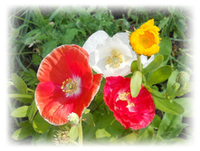 DSCN5451.JPG