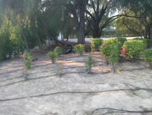 IMAG0397.jpg