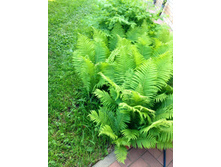 ���������� ���������   30 ���