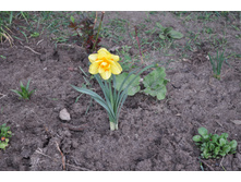 ������� �����