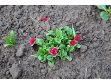 ������ ����������