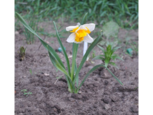 ������� Love Call