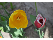 Davenport  ������