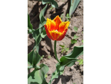 ��������� ��������