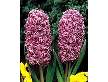 ������� ����.jpg