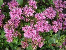 ������ ������� ( ���� �� ���������) 35�