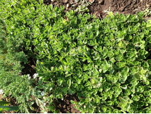 ������ ������� 35� (������� ������ �������)