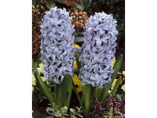 ������ ���.jpg