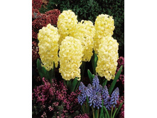 ���� �� ������.jpg