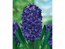 ����� ����������.jpg