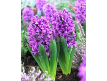 ���� ������.jpg