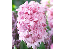 ����� �� ��� (��������).jpg