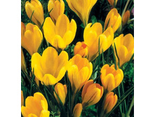 ��� �����.jpg