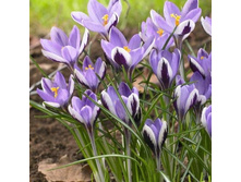 ����� �����.jpg