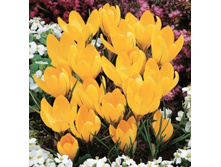 ������ �����.jpg