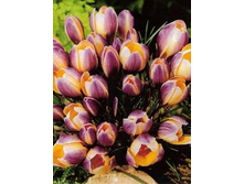 ������ ������ ���� 64,9 ������.