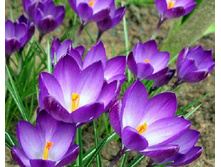 ���� �����.jpg