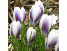 ����� ����� ���� 75,9 ���.