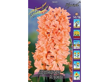 13845869.Hyacinth_Gipsy_Queen.jpg