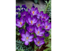 14103979.Krokus_bot._Rubi_Dziant_-tomm.-_up_15st-48r.jpg