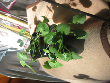 ����� � �������.