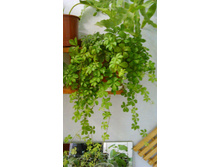 ������������� �������  - ������ �������� ��������