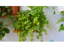 ������������� ������� - ������ �������� �������� ....