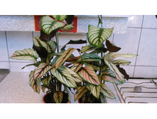 ������� �������� calathea whitestar - 400- 500  �.