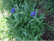 �������� ����� 40�