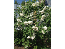 ������ ����� ������� �������� ( ���� �� ������� � ���������)  ������� 120 �