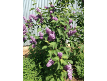 ������ ������� �������� ( ����� ������ �������� ���� ����� ������) 120 ��� �������