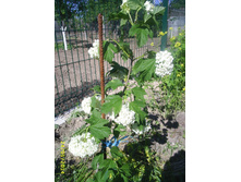 ������ ���������