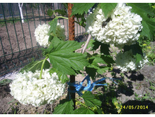 ������ ��������� ������