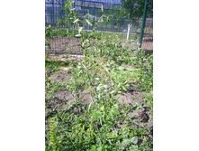 ��� �������� ��������