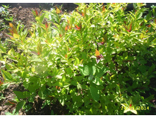 ������ �������� '������ ��������'