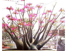 Adenium arabicum 'Desert Night Fork'.jpg