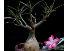 Adenium somalense var. somalense.jpg