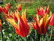 ���� ���� ���� 115,5 ������.