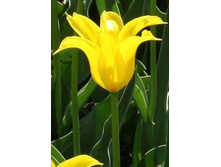 ������� ���� ���� 115,5 ������.