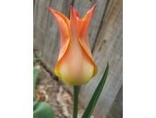 ������� ����� ���� 115,5 ������.