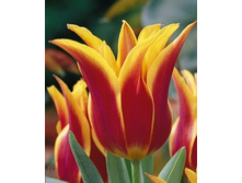 ������ ���� 161,7 ������.