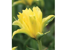 ������ ������� ���� 161,7 ������.