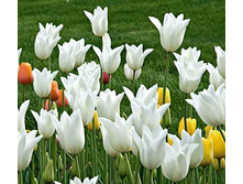 ���� ���������� ���� 115,5 ������.