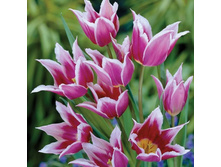 ������� ���� 84,7 ������.