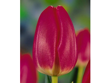 ������ ���� 111,65 ������.