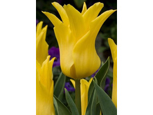 ������ ���� 111,65 ������.