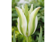 ��������  ���� 161,7 ������.