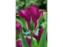 ������� ���.jpg