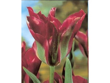 ���� ������.jpg