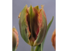 ���� �����.jpg